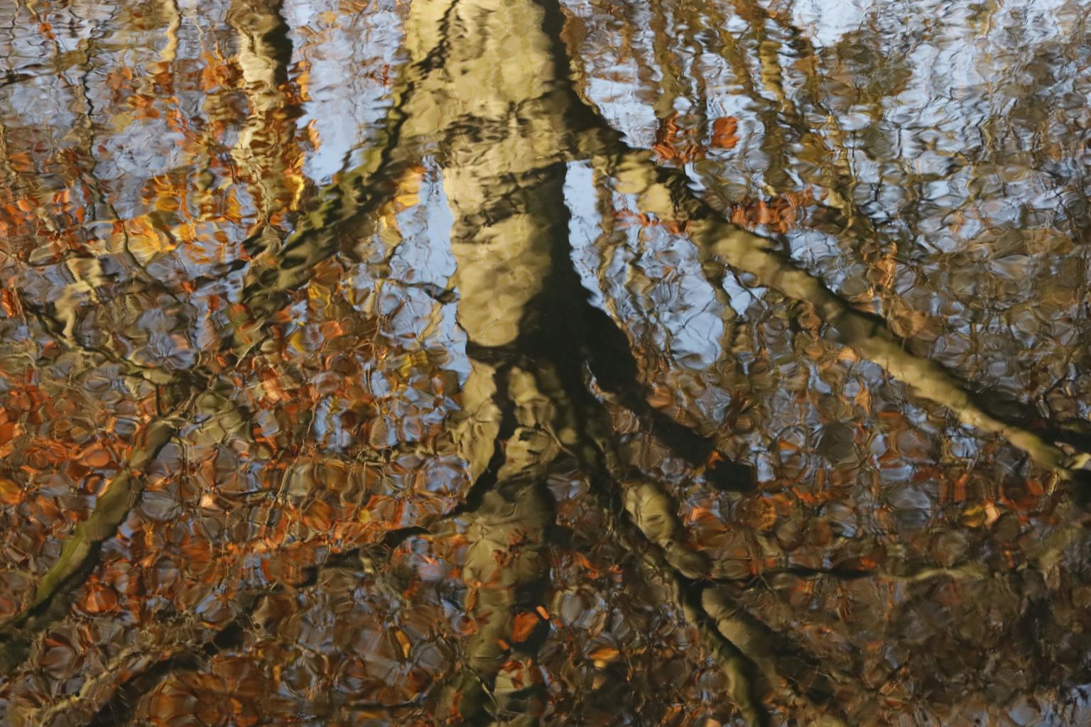 Spiegelbild Baum (c) Christoph Berthold