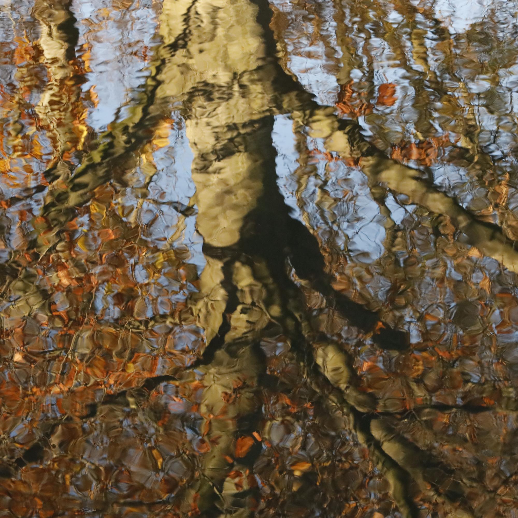 Spiegelbild Baum